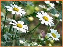 Bunte-Gartenmargerite