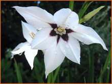 Gladiole