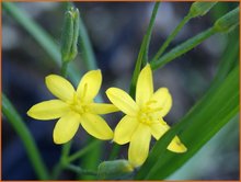 Grasstern-(Hypoxis)