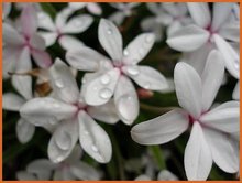 Grasstern-(Rhodohypoxis)