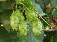 Hopfen