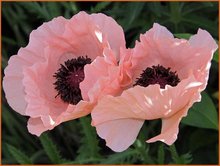 Mohn