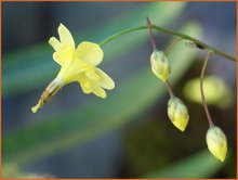 Scheinelfenblume