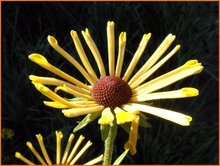 Sonnenhut-(Rudbeckia)