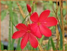 Sumpfgladiole