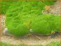 Scleranthus