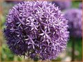 Allium
