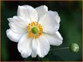 Anemone