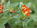 Anthyllis