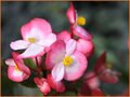 Begonia