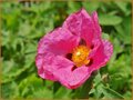Cistus