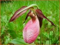 Cypripedium
