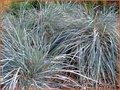 Elymus