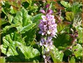 Francoa