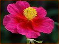 Helianthemum