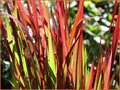 Imperata