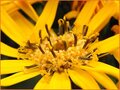 Ligularia