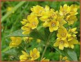 Lysimachia