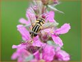 Lythrum