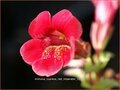 Mimulus