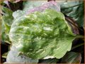 Plantago