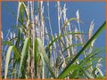 Saccharum