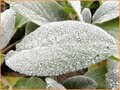 Stachys