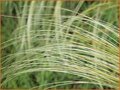 Stipa