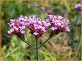 Verbena