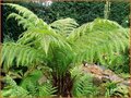 Baumfarn-(Dicksonia)
