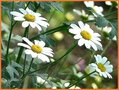 Bunte-Gartenmargerite
