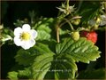 Erdbeere