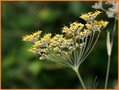 Fenchel