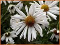 Herbstmargerite