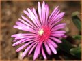 Mittagsblume