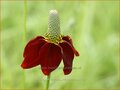 Präriezapfenblume