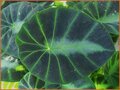 Taro
