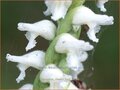 Wendelorchis
