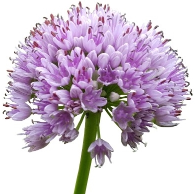 Allium - Zierlauch
