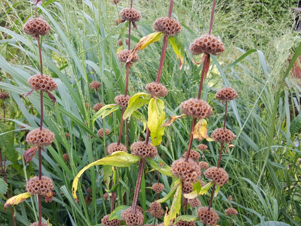 Nazomer Vaste Planten