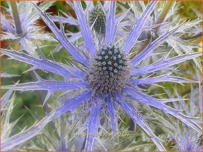 Mannstreu Eryngium 'Big Blue' Edeldistel kaufen bestellen