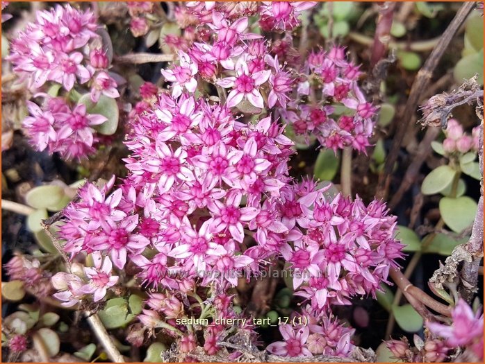 Fettblatt - Sedum 'Cherry Tart' - kaufen bestellen - StaudenOnline.de