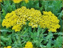 Achillea &#39;Helios&#39;