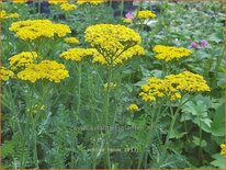 Achillea &#39;Helios&#39;