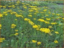 Achillea &#39;Helios&#39;