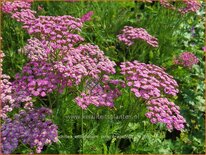 Achillea millefolium &#39;Pink Grapefruit&#39;