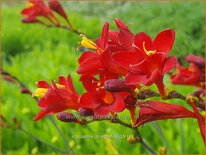 Crocosmia &#39;Dragonfire&#39;
