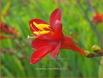 Crocosmia &#39;Dragonfire&#39;