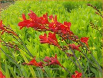 Crocosmia &#39;Dragonfire&#39;