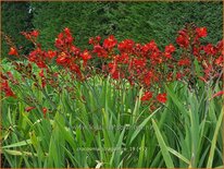 Crocosmia &#39;Dragonfire&#39;